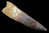 Spinosaurus Tooth - Composite Tooth #72121-1